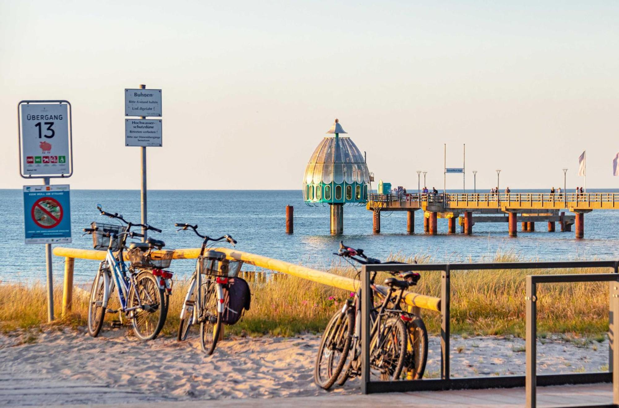 Seehund An Der Seebruecke Zingst Luaran gambar
