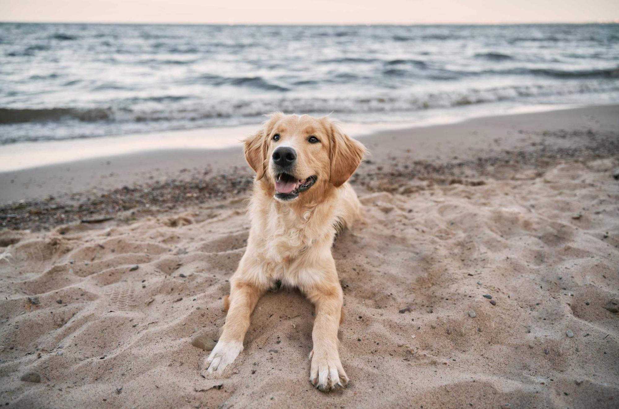 Seehund An Der Seebruecke Zingst Luaran gambar