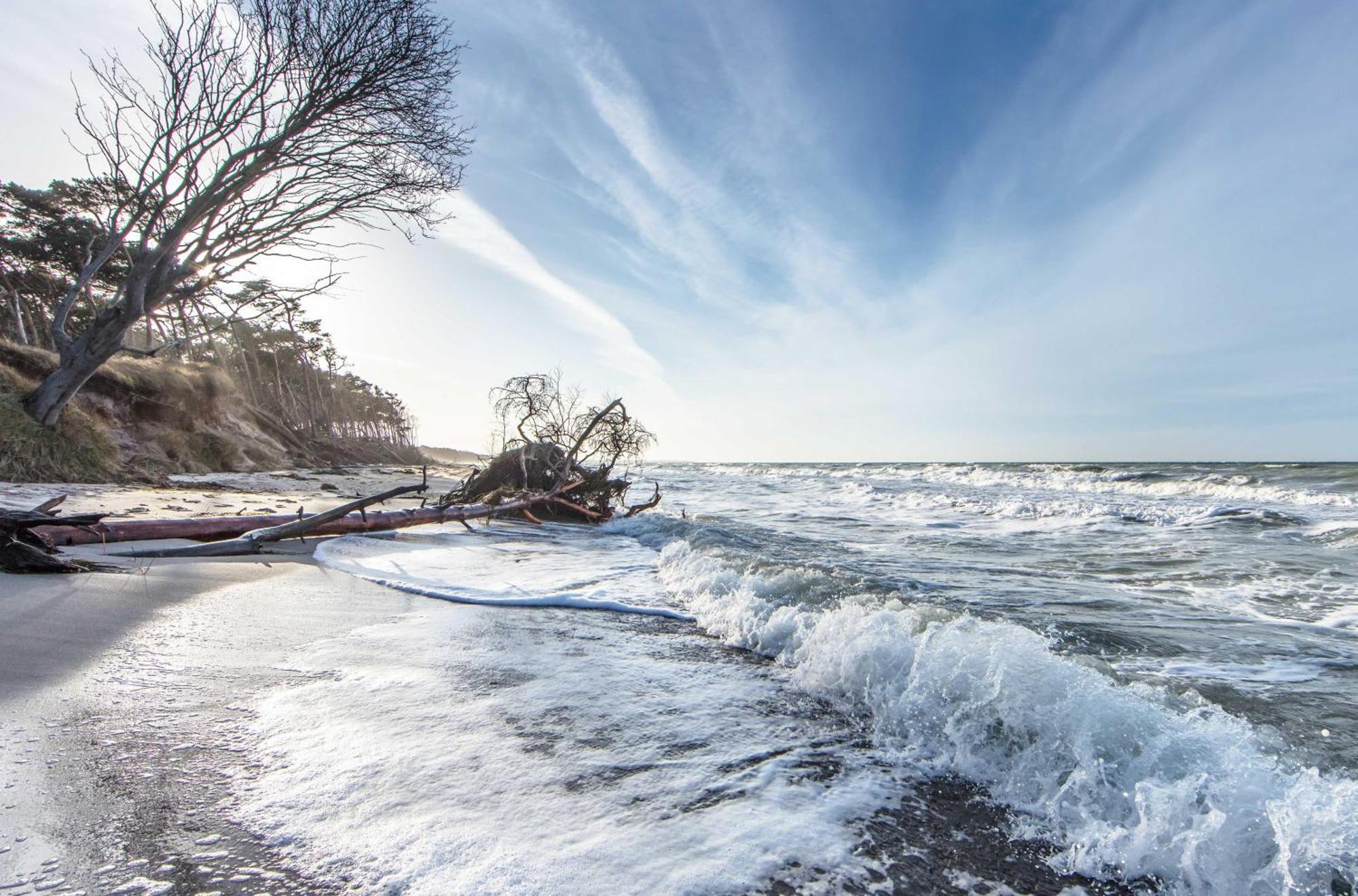 Seehund An Der Seebruecke Zingst Luaran gambar